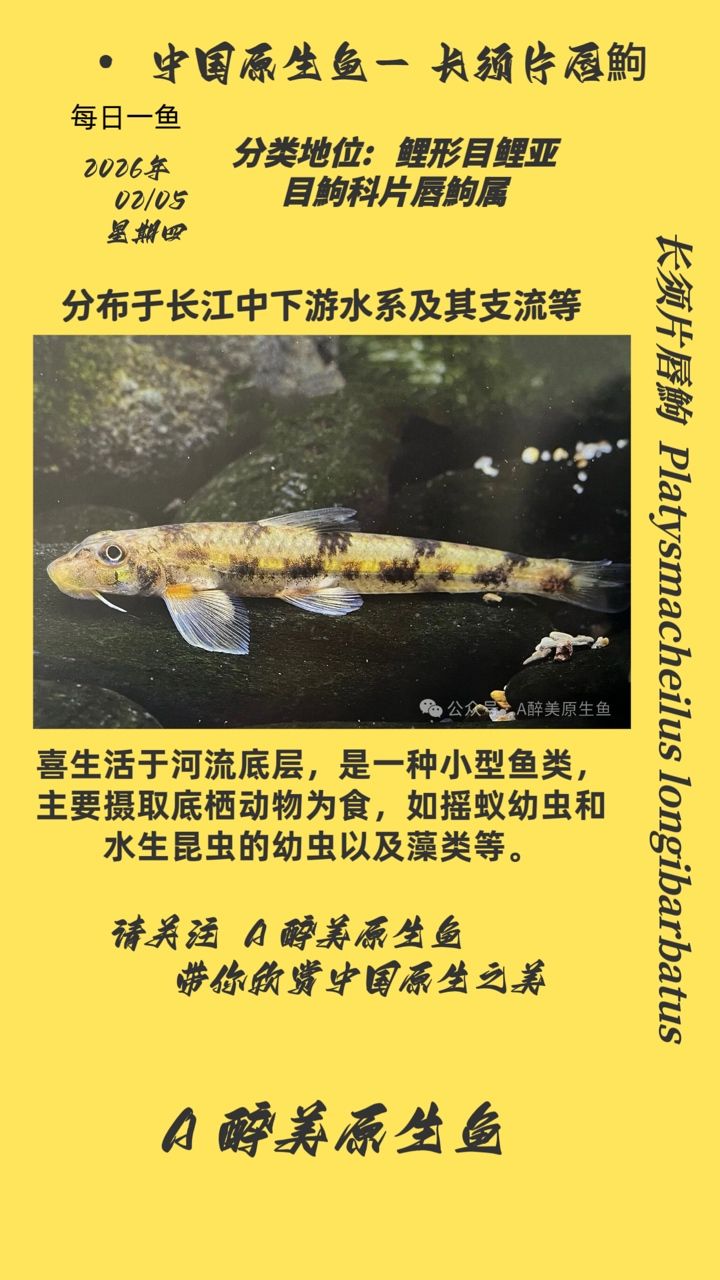長須片唇鮈，長須片唇鮈，你了解嗎？