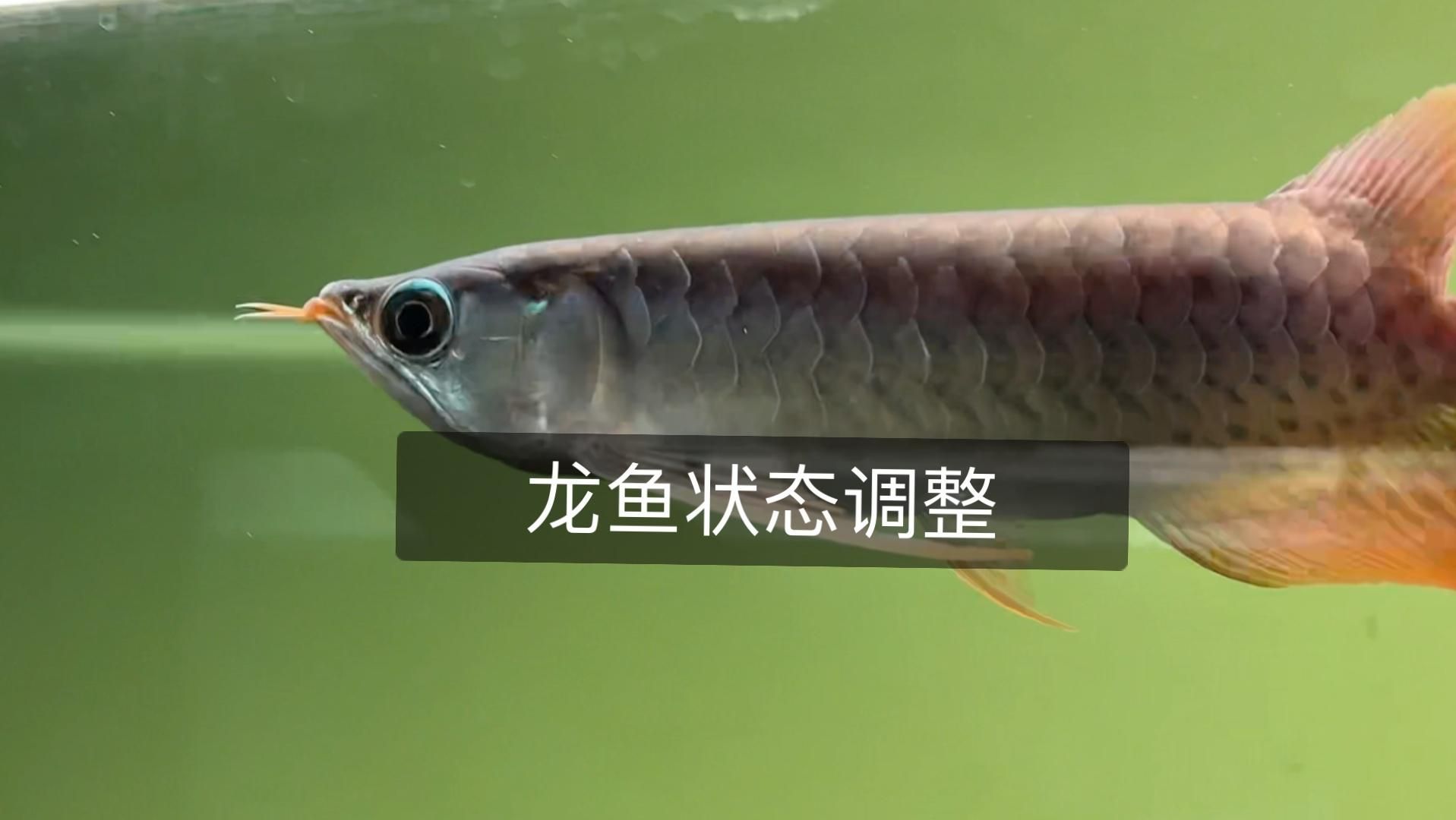 如何判斷龍魚是否受到驚嚇或不適？，判斷龍魚是否受到驚嚇或不適，六大核心維度幫你快速發(fā)現(xiàn)問題