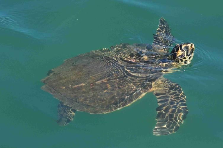 西青龍魚在哪些國家可以合法交易？，“西青龍魚”是什么？