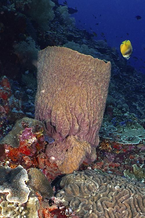西青龍魚在哪些國家可以合法交易？，“西青龍魚”是什么？