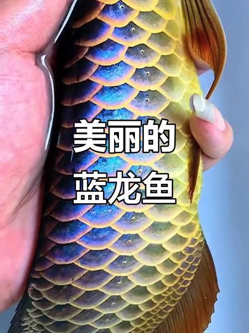 如何辨別藍(lán)底龍魚的品質(zhì)，bluebottomarowanaarowana藍(lán)底龍魚品質(zhì)鑒別指南