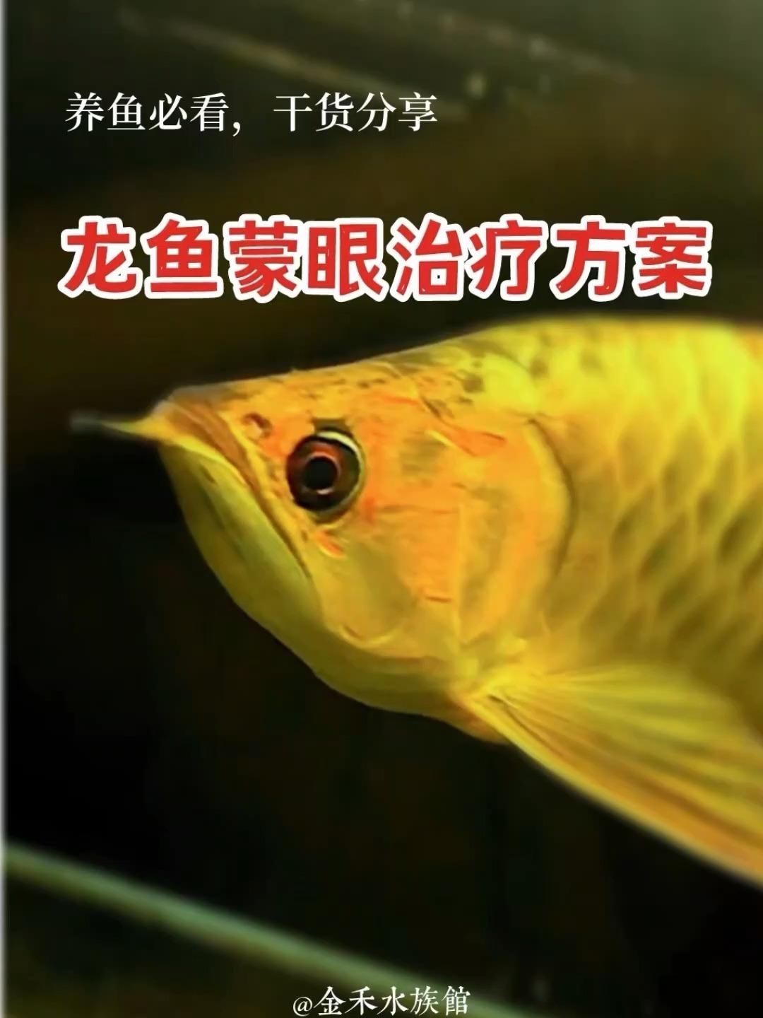 龍魚蒙眼最簡單三個方法，龍魚蒙眼怎么辦？