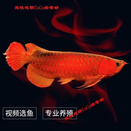 號(hào)半紅龍的市場(chǎng)價(jià)格如何，號(hào)半紅龍市場(chǎng)價(jià)格分析