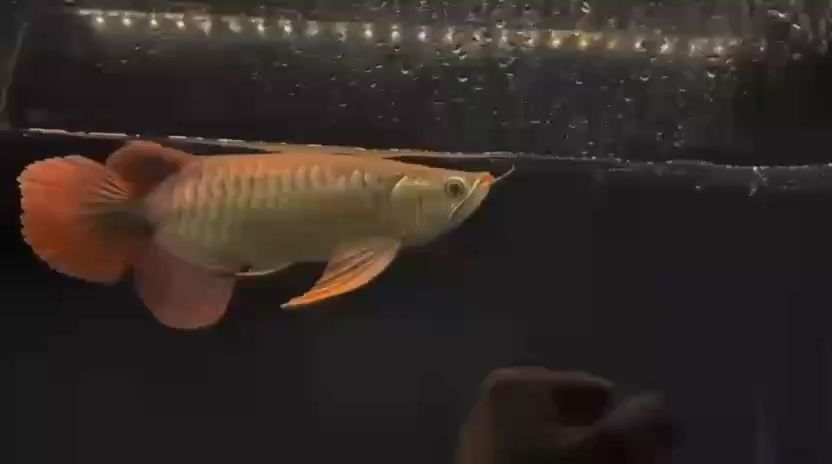 更新，企業數字化轉型的成功要素