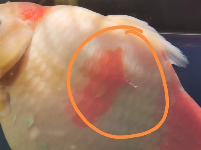 龍魚有寄生蟲的表現(xiàn)，arxiv論文助手龍魚寄生蟲的典型表現(xiàn)包括1000字描述和配圖