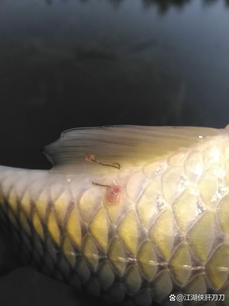 龍魚有寄生蟲的表現(xiàn)，arxiv論文助手龍魚寄生蟲的典型表現(xiàn)包括1000字描述和配圖