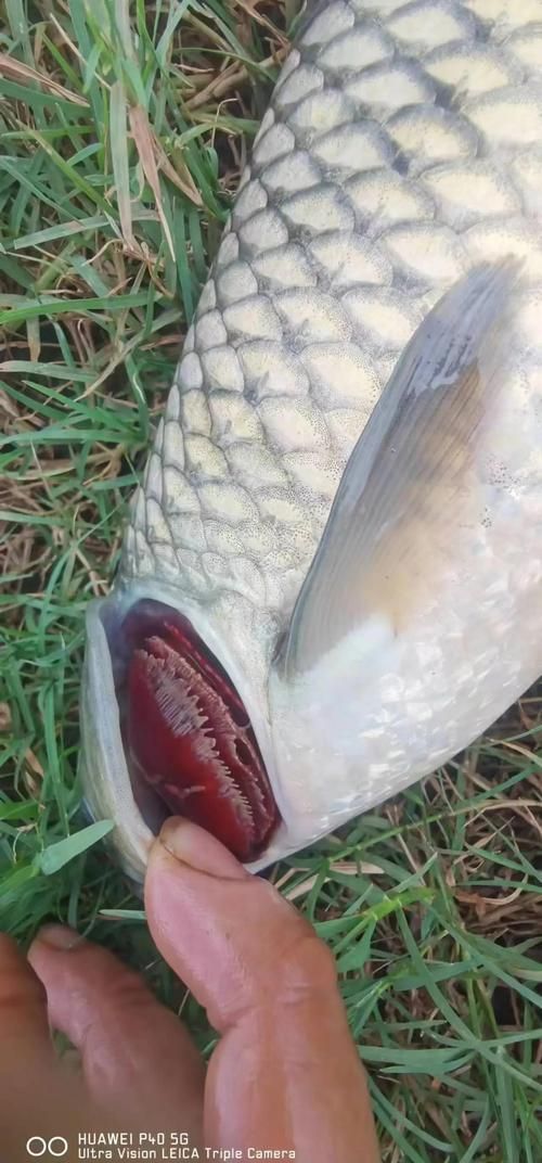 紅龍魚鰓蓋撞掉色最怕三個地方，紅龍魚鰓蓋撞掉色怎么辦