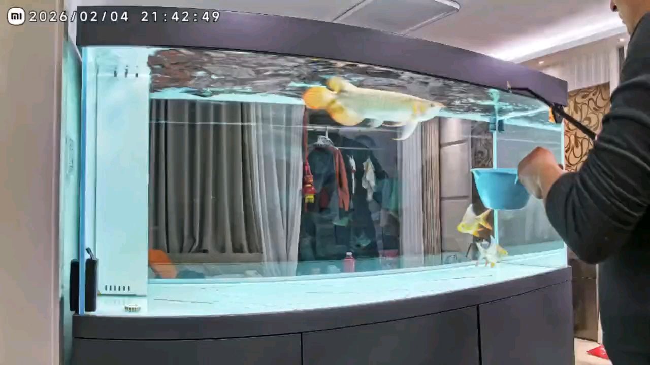 魚友們看看這狀態(tài)如何？，當前魚友社群中魚類健康狀況探討魚類健康狀況的關鍵要點