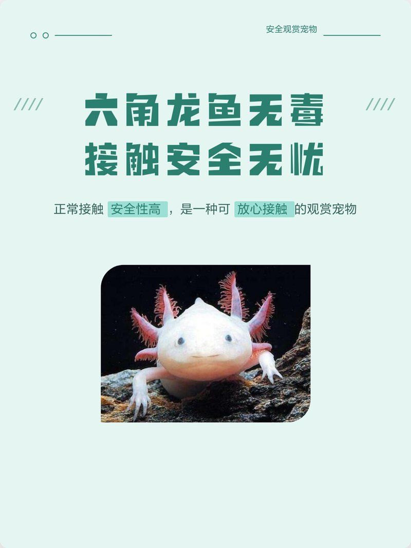 如何減少六角龍魚接觸污染物，六角恐龍魚水環境管理指南