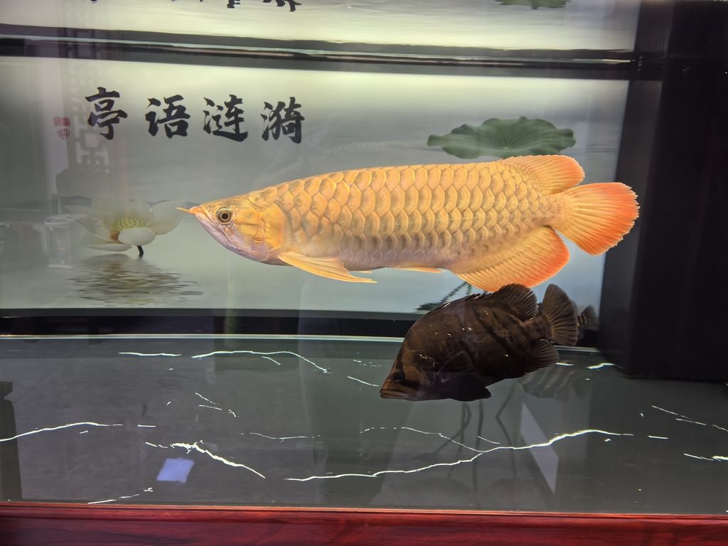 堅持愛好，堅持愛好對個人成長和心理健康的積極影響