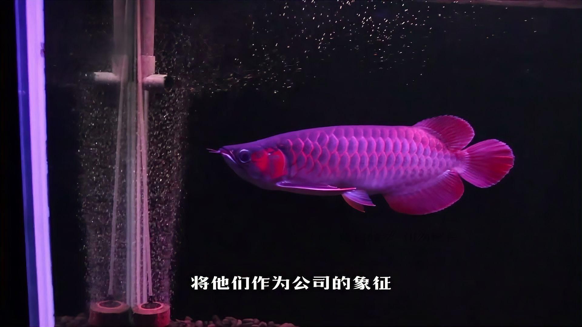 龍魚在玄學(xué)中的含義，風(fēng)水魚之王——龍魚