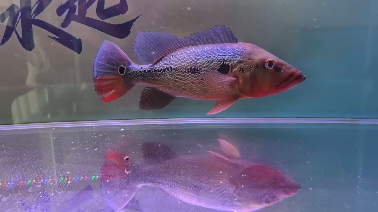 清缸換龍魚，清缸換龍魚，北京老寧評(píng)論：清缸換龍魚，北京老寧評(píng)論挺好