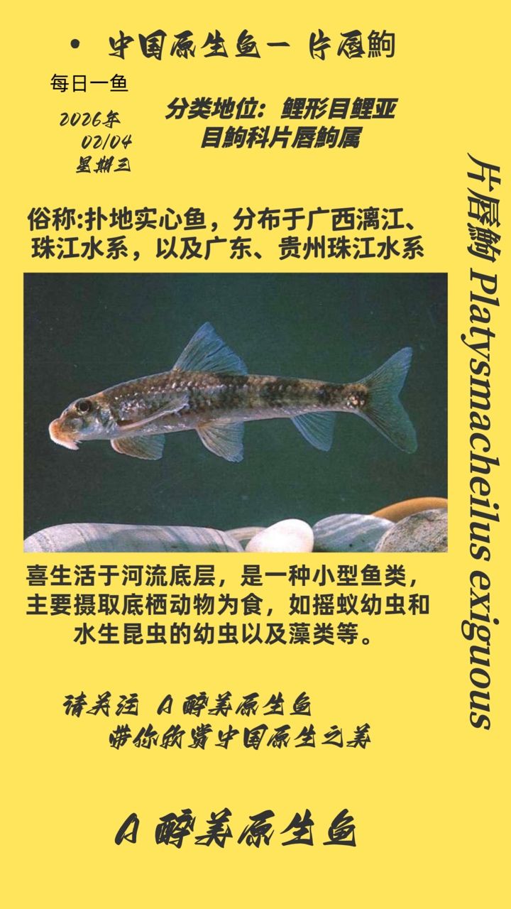 片唇鮈，小型淡水魚類，屬于鯉科，以其獨特的片狀嘴唇而聞名