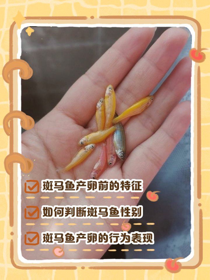 如何判斷斑馬魚(yú)是否進(jìn)入繁殖期，判斷斑馬魚(yú)是否進(jìn)入繁殖期