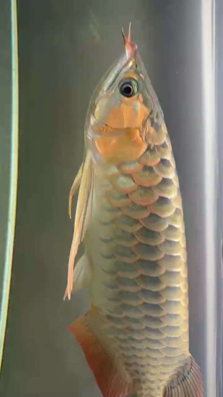 魚旗彎的位置有些不對，怎么處理，如何調(diào)整魚旗的位置