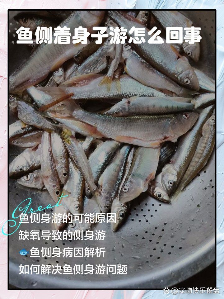 如何判斷龍魚側游是否嚴重？，龍魚側游是否嚴重