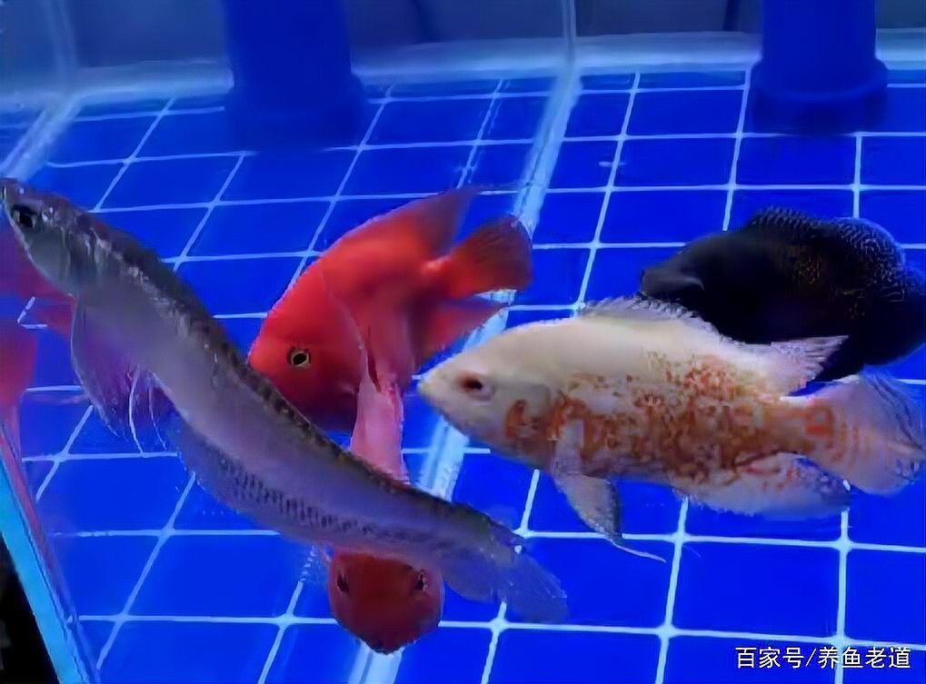 如何判斷龍魚側游是否嚴重？，龍魚側游是否嚴重