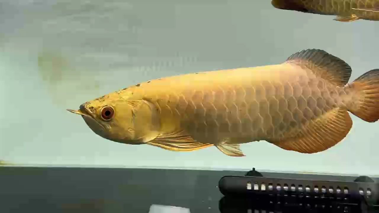 AG琥珀金：鯊魚炮38-40分，ag琥珀金：[需手動填充]魚炮