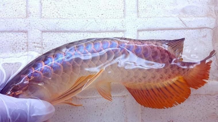 給我一張最貴紅龍魚的圖片，世界上最昂貴的紅龍魚
