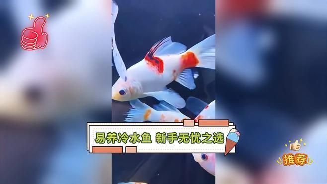 如何選擇適合新手的冷水魚，如何判斷冷水魚是否健康，推薦一些其他適合新手的冷水魚