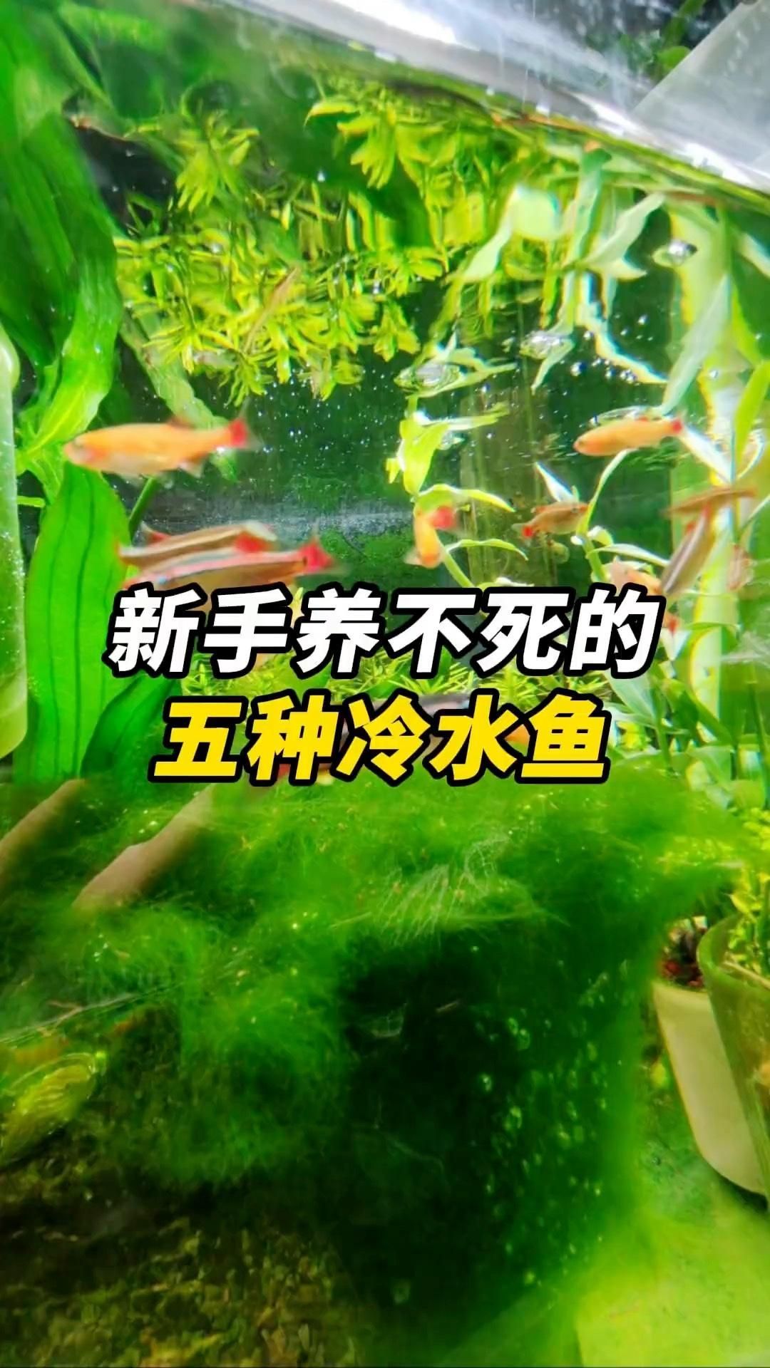 如何選擇適合新手的冷水魚，如何判斷冷水魚是否健康，推薦一些其他適合新手的冷水魚