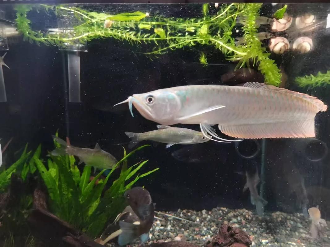 給我一張銀龍魚的圖片，銀龍魚如何飼養(yǎng)