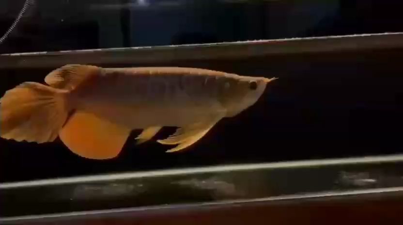 更新，人工智能在醫(yī)療領(lǐng)域中的應(yīng)用與挑戰(zhàn)