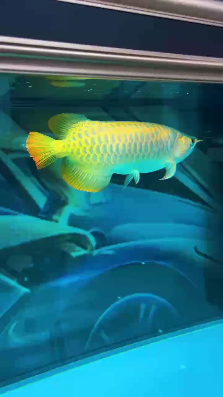 第一次養龍魚，有沒有專業的幫我看看這是什么品種，它的價值是多少，現在56厘米左右，初次養龍魚，求專業鑒定與價值評估