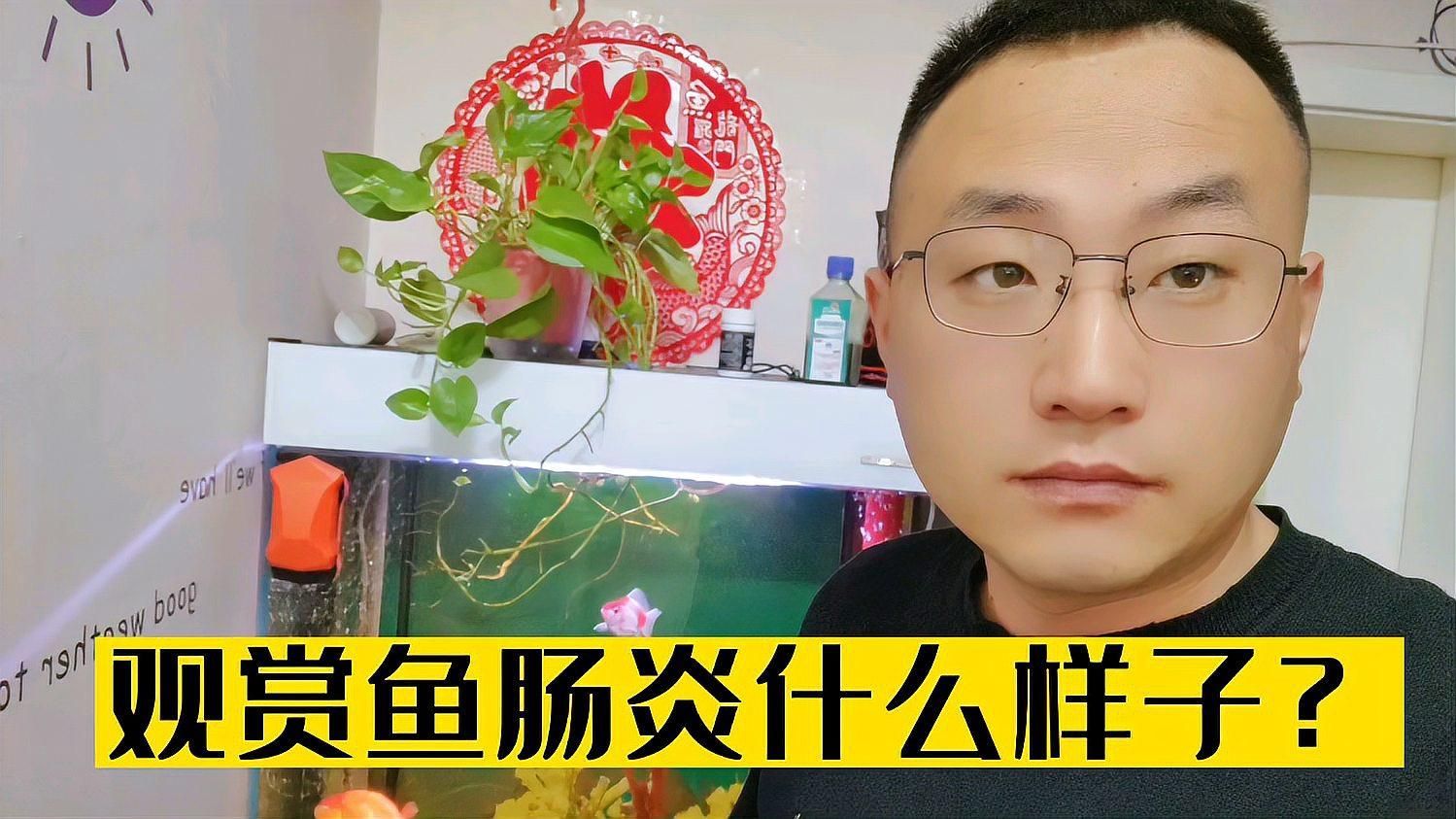 魚得腸炎后如何治療，如何判斷魚是否患有腸炎？