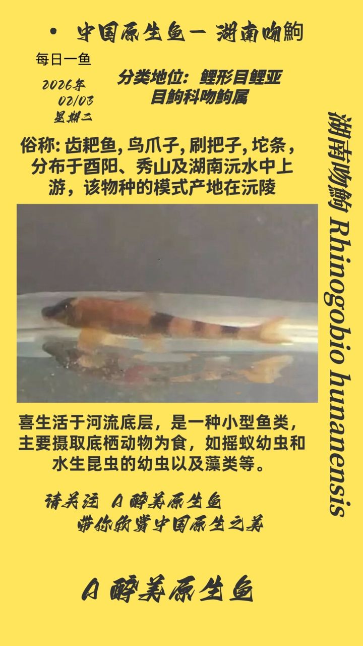 湖南吻鮈，湖南吻鮈，學名pterygotidae