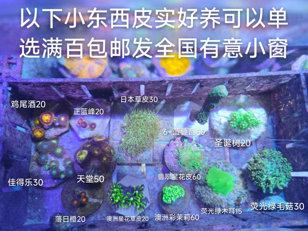 非常適合海水新手飼養的軟體珊瑚套餐來了！，海水新手飼養的軟體珊瑚套餐