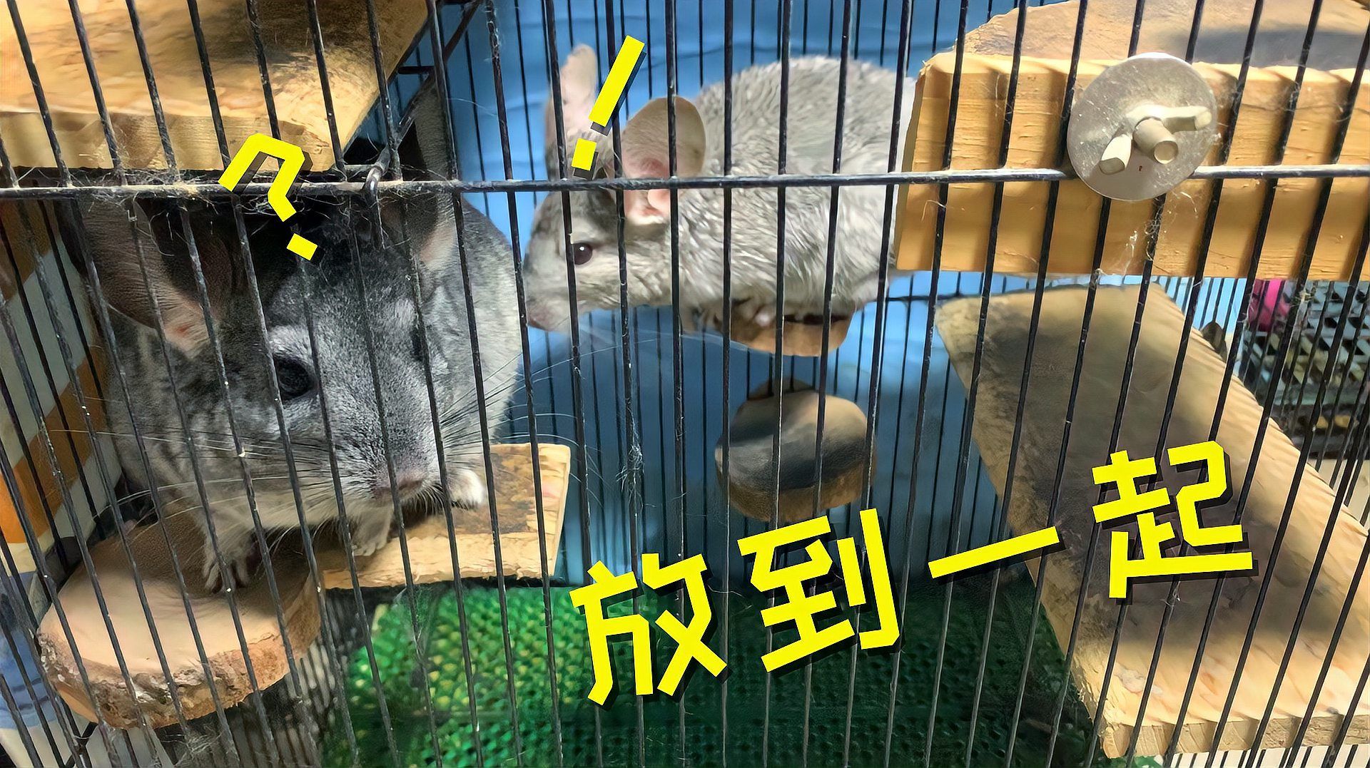 龍貓合籠后多久可以穩定相處，貓合籠后多久可以穩定相處龍貓的適應能力和飼養者的管理技巧