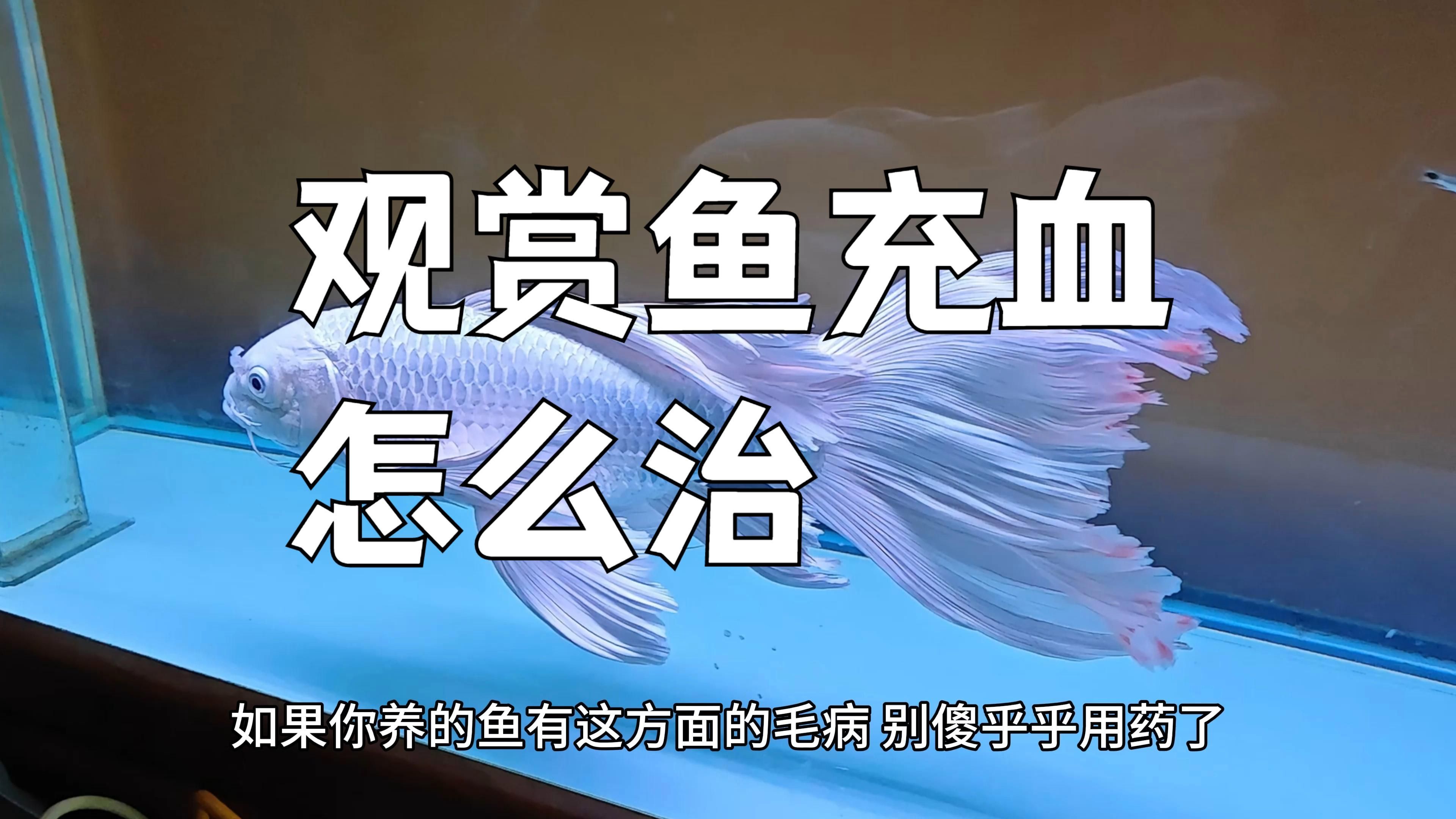 魚身上充血怎么治療，微觀水世界，魚身上充血會自愈嗎