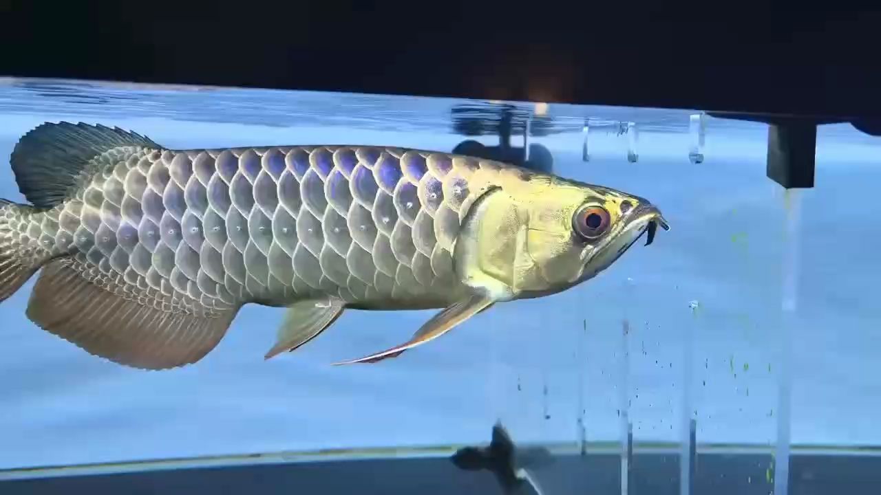 哈哈，哈哈的奧秘：笑聲背后的科學