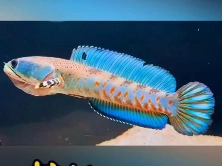 幻彩紅寶石雷龍的發色條件是什么，幻彩紅寶石雷龍怎么養？