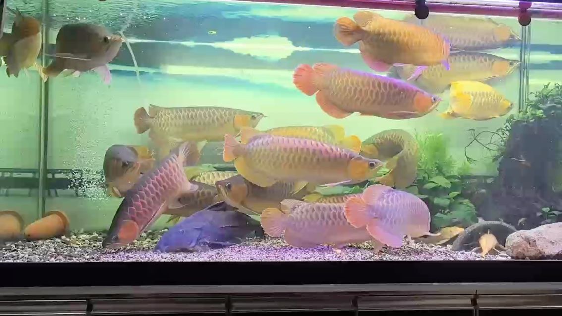 獐子島品牌魚有哪些產品，大連獐子島品牌魚有哪些認證獐子島品牌魚的價格范圍 獐子島品牌魚有哪些產品，大連獐子島品牌魚有哪些認證獐子島品牌魚的價格范圍 龍魚百科