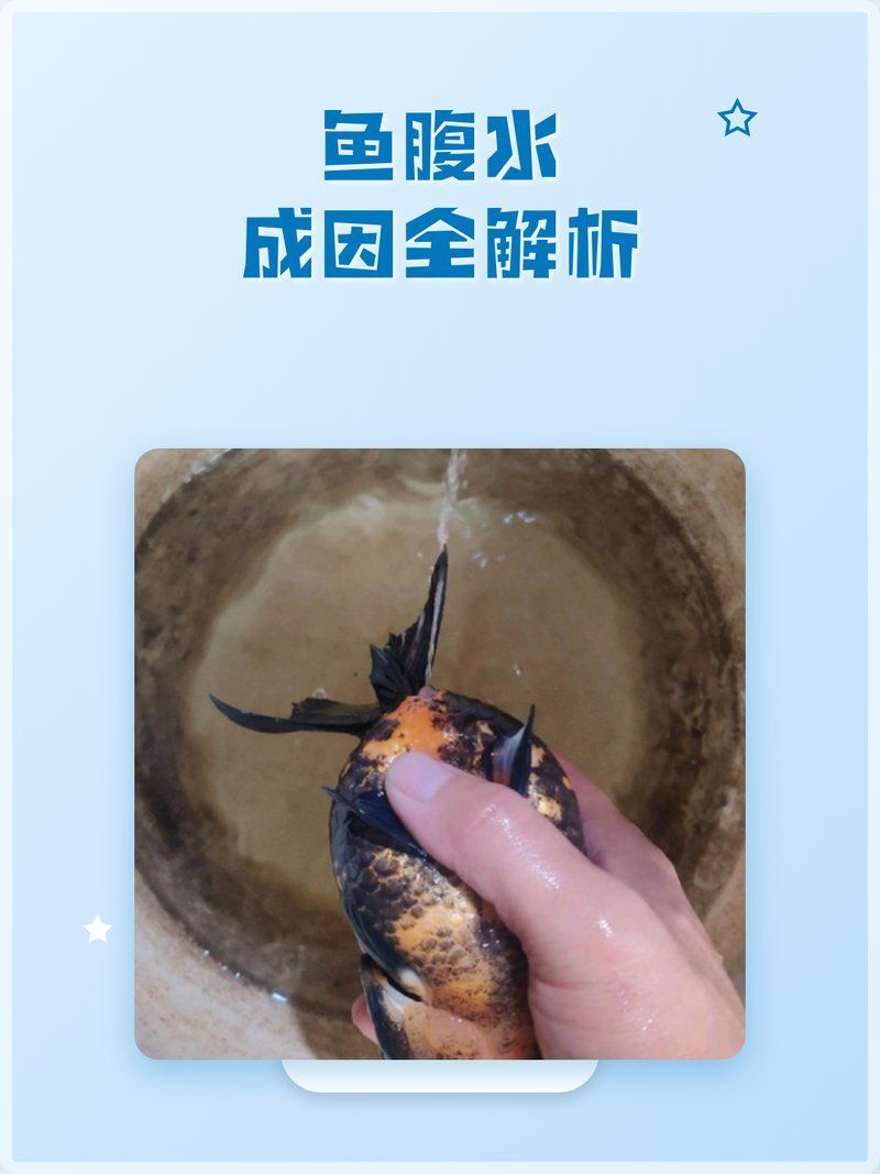 如何預防魚患腹水，養殖魚類腹水預防魚患腹水的方法包括以下幾點癥狀