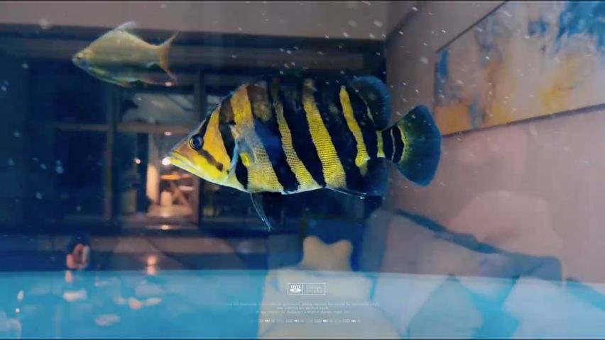 虎魚，虎魚的飼養(yǎng)方式