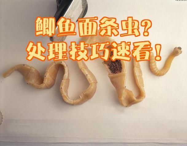 魚肚子里面有白色的面條蟲子，晨間香香,鯽魚驚現面條蟲這樣處理照樣吃?