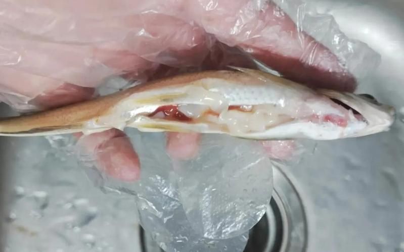 魚肚子里面有白色的面條蟲子，晨間香香,鯽魚驚現面條蟲這樣處理照樣吃?
