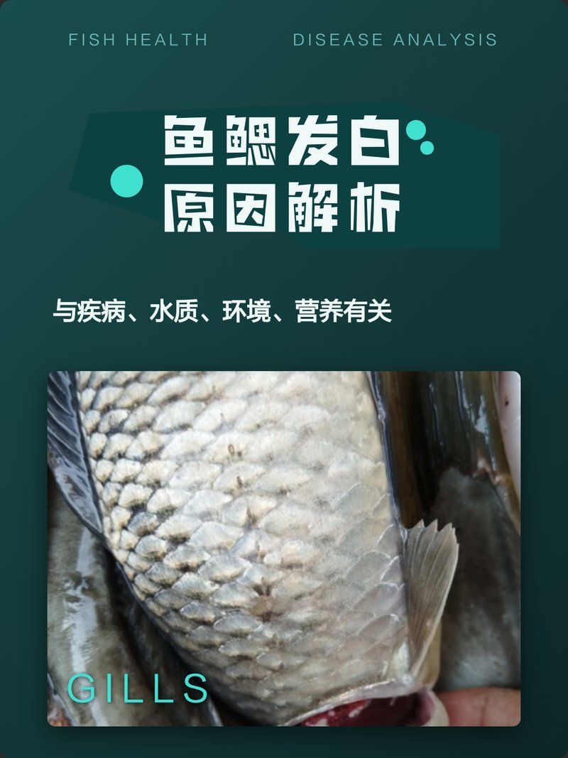 龍魚魚鰓發白后還能恢復嗎？，arxiv論文助手（arxiv論文助手（arxiv論文助手（3天內）