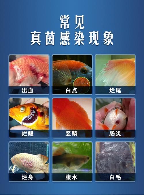 如何判斷錦鯉爛身是否好轉，養魚人記錄錦鯉爛身是否好轉需要補充以下關鍵信息