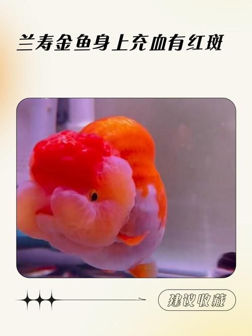 過背金龍魚發色期需要增加光照嗎，背金龍魚發色期需要增加光照，有哪些品牌燈適合過背金龍魚發色期