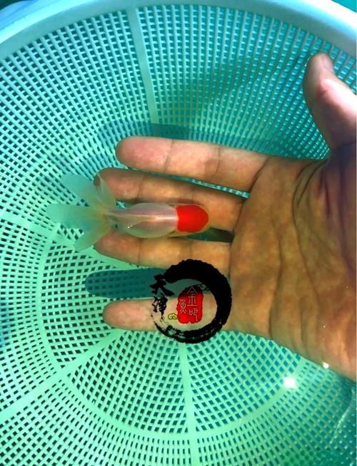 如何判斷金魚魚鰭充血是否嚴重，如何判斷金魚魚鰭充血嚴重程度