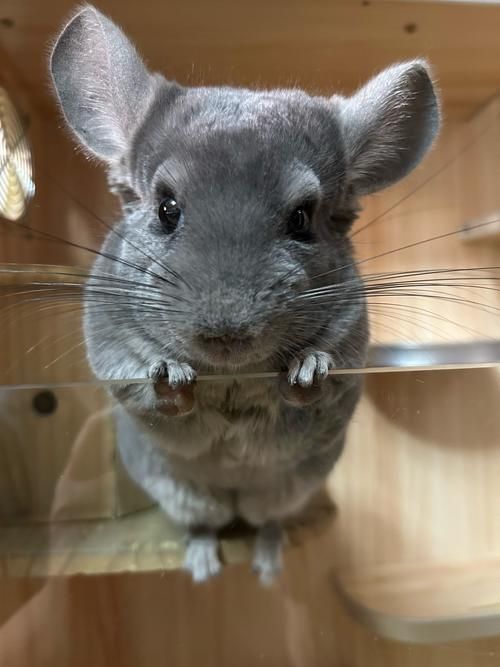 給我一些關于貓和龍貓的圖片，如何區分龍貓和貓