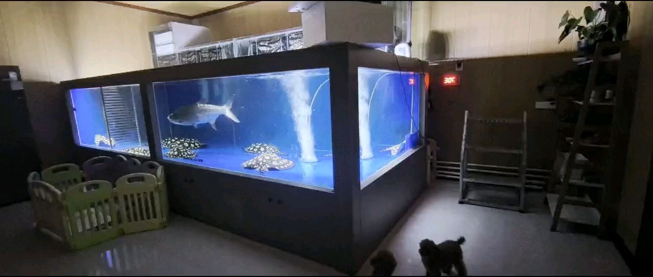 魚，養(yǎng)魚耽誤的建筑師評論：確實漂亮,林三十四評論很強大