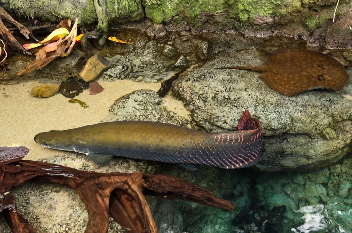 能否提供更多關(guān)于黑鱗龍魚的信息，黑鱗龍魚的市場價格是多少