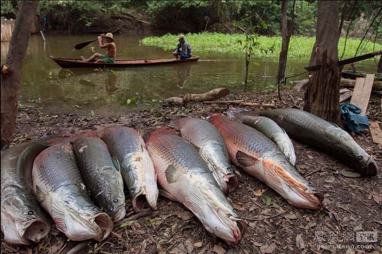 能否提供更多關(guān)于黑鱗龍魚的信息，黑鱗龍魚的市場價格是多少