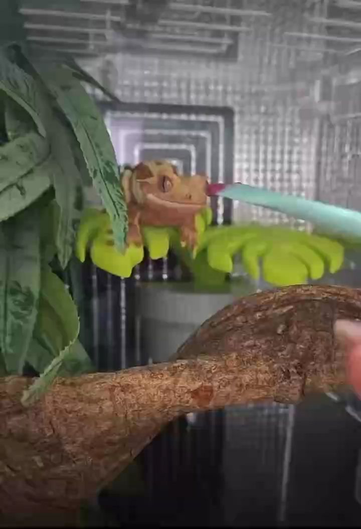 蜥蜴，蜥蜴是一種冷血爬行動(dòng)物，屬于爬行綱有鱗目，