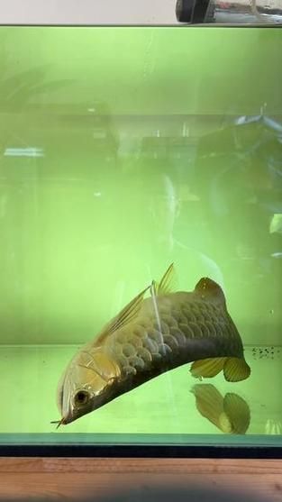 龍魚真菌感染圖片，如何判斷龍魚是否真菌感染？